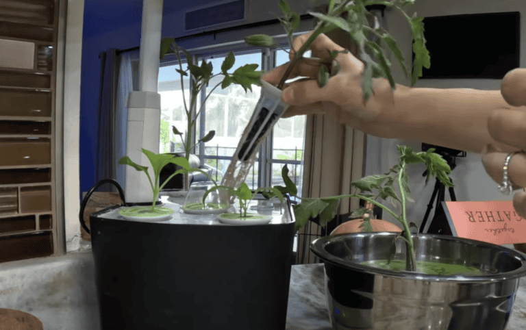 Ultimate Guide to Transplanting from an AeroGarden to the Garden